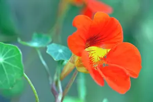 Trailing: Nasturtium, Tropaeolum majus Trailing Mixed, Close