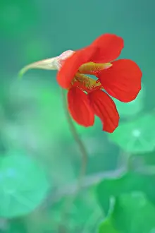 Trailing: Nasturtium, Tropaeolum majus Trailing Mixed, Close