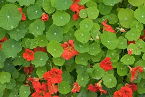 Nasturtium: Nasturtiums - close-up