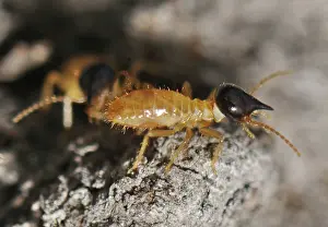 Nasutitermes: Nasutitermes Termites
