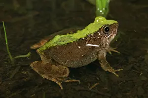 Natalensis: Natal Dwarf Puddle Frog - adult male in water