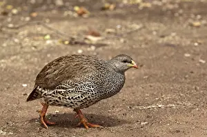 Francolinus: Natal Francolin - walking