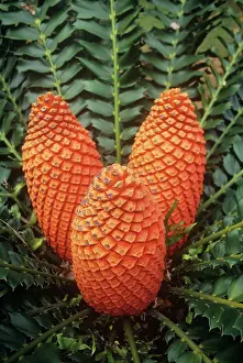 Cycads: Natal Giant Cycad - cones