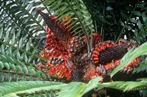 Gymnosperms: Natal Giant CYCAD - With mature fruit. They are gymnosperms
