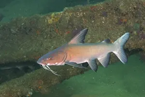 Catfish: Natal Sea Catfish (Galeichthys trowi), catfish