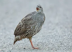 Francolins: Natal Spurfowl / Natal Francolin Kruger National