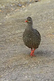 Pternistis: Natal Spurfowl or Natal Francolin (Pternistis