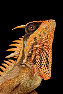 Agama: Natalias mountain horned dragon (Acanthosaura nataliae)