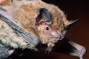 Pipistrelle: Nathusius Pipistrelle Bat