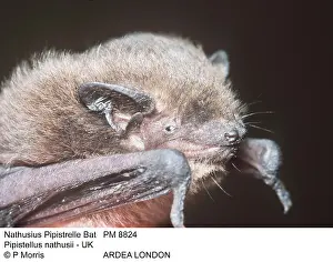 Pipistrelle: NathusiusIs Pipistrelle BAT - close-up of head