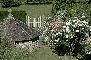Gloucestershire: The National Collection of Rambler Roses Moor Wood