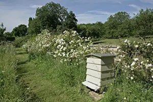 Hives: The National Collection of Rambler Roses Moor Wood