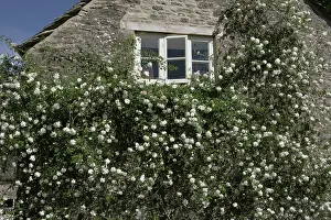 Gloucestershire: The National Collection of Rambler Roses Moor Wood