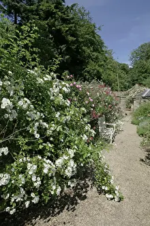 Gloucestershire: The National Collection of Rambler Roses Moor Wood