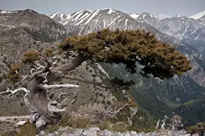Cupressus: Native Ancient Cypress