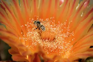 Blossum: Native Bee - on fishhook barrel cactus blossum