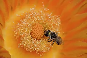 Blossum: Native Bee - on fishhook barrel cactus blossum