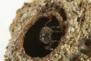 Pollinator: Native Bee at its nest