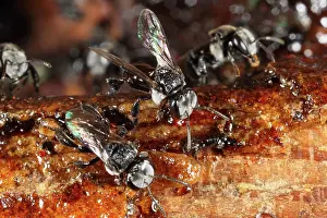 Pollinators: Native Bees at their nest