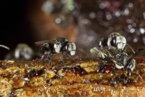 Sydney: Native Bees at their nest