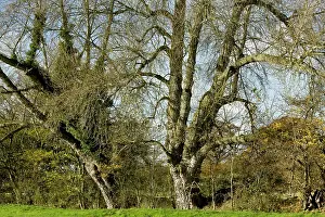 Hedges: Native Black Poplar / Black-poplar