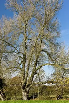 Hedges: Native Black Poplar / Black-poplar