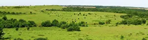 Flint: Native prairie pastureland with grazing cattle