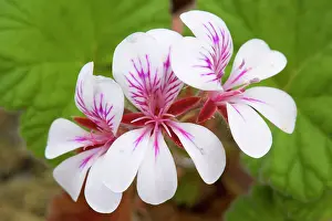 Storksbill: Native Storksbill