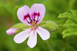 Storksbill: Native Storksbill