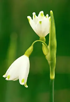 Leucojum: Native Summer Snowflake - aestivum in the Piddle Valley