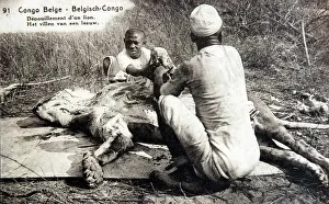 Natives: Native trackers skinning a lion in Belgian Congo
