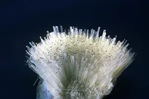 Sprays: Natrolite from Poona, India