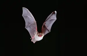 Nattereri: NattererIs BAT - in flight