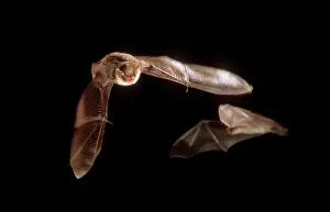 Nattereri: NattererIs BAT - in flight