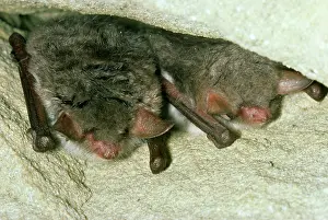 Hibernating: NattererIs BATS - x two