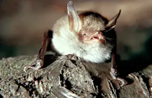 Nattereri: NATTERER'S BAT