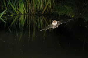 Nattereri: Natterer's Bat - in flight above forest pond