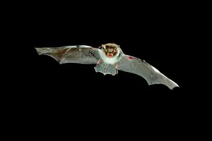 Nattereri: Natterer's Bat - in flight at night