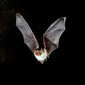 Nattereri: Natterer's Bat - in flight at night