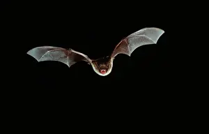 Nattereri: Natterer's Bat - In flight at night