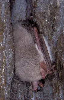 Hibernating: Natterer's Bat - hibernation at cave
