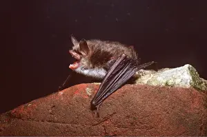 Vocalising: NATTERER'S BAT - on rock, with mouth open