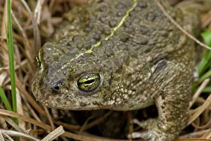 Natterjack: Natterjack Toad