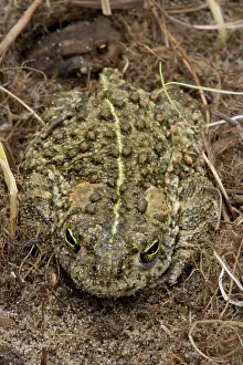 Natterjack: Natterjack Toad