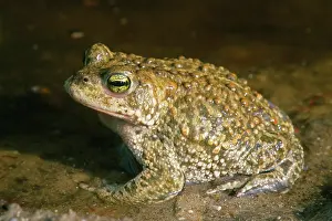 Natterjack: Natterjack Toad