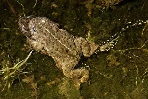 Copula: Natterjack Toad