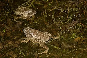 Copula: Natterjack Toad