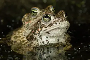 Copula: Natterjack Toad