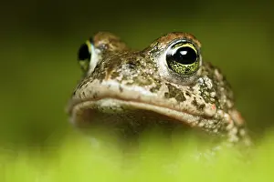 Froschlurch: Natterjack Toad