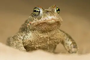 Froschlurch: Natterjack Toad